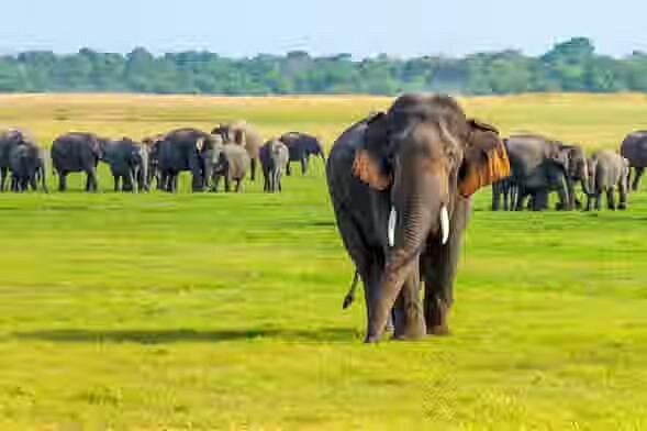 Minneriya Elephant Safari