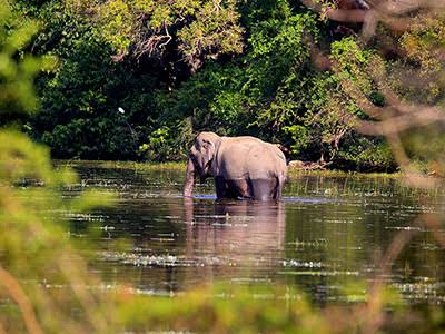 Wilpattu National Park Safari