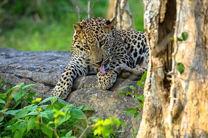 Yala National Park Safari